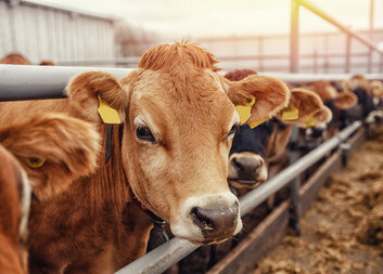 მოწვევა ‘’მეხორცული მესაქონლეობის განვითარების მხარდამჭერ’’ საგრანტო კონკურსში მონაწილეობის მისაღებად 