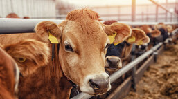 Caritas Czech Republic Launches a New Project to Support Sustainable Cattle Farming in Georgia