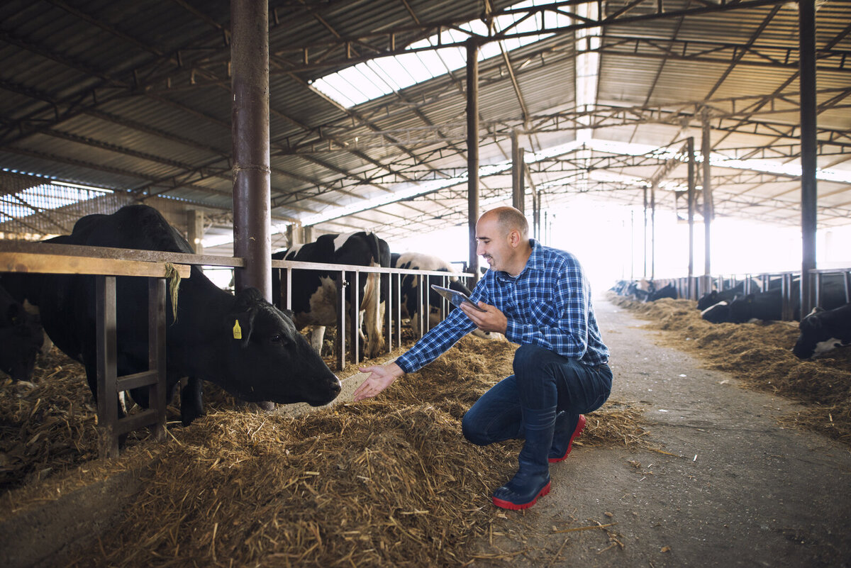 farmer-cattleman-with-tablet-taking-care-cows-farm farmer-cattleman-with-tablet-taking-care-cows-farm