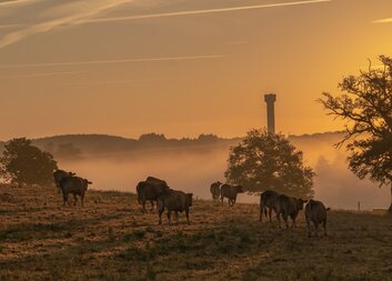 Dozens of Georgian farmers experience income growth: the role of modern technologies, updated equipment, and new Knowledge in farming