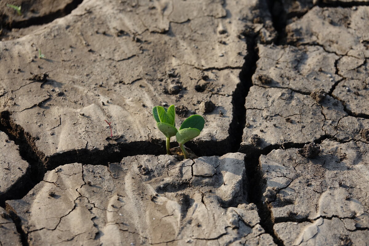 cracked-earth-soil-with-plant cracked-earth-soil-with-plant