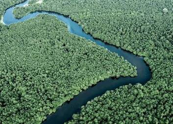 Growing Resilience: Nature-Based Microspecies for a Greener Poti